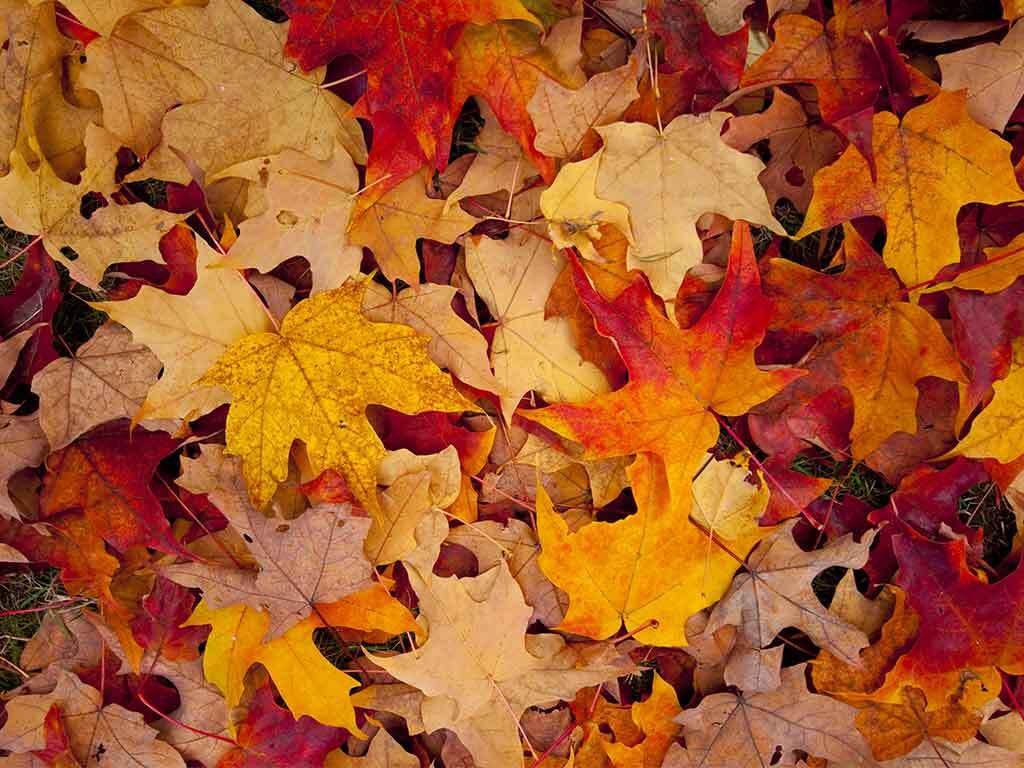 herfstsferen